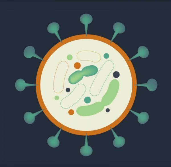 Coronavirus Cell (COVID-19)